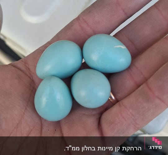 ביצים כחולות ביד, ייתכן קשור להרחקת יונים